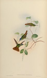 Chrysuronia josephinae = Chrysuronia oenone josephinae